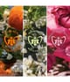 Produktbild 6 von 6, GUERLAIN Aqua Allegoria Eau de Parfum