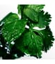 Produktbild 3 von 6, Davidoff Cool Water Eau de Toilette