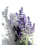 Produktbild 5 von 5, KORRES Relaxing Lavender Body Milk
