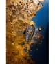 Produktbild 2 von 5, The Merchant of Venice Exclusive Eau de Parfum