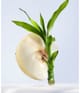 BVLGARI Omnia Eau de Toilette 30 ml 783320420580 detail-shot_de
