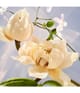 Produktbild 6 von 6, BVLGARI Omnia Eau de Parfum