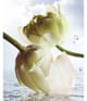 BVLGARI Man Eau de Parfum 60 ml 783320419485 visual3Image