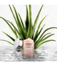 CLINIQUE Moisture Surge Gesichtscreme 30 ml 192333042793 visual3-shot_de