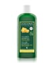 Logona Bier & Bio-Honig Haarshampoo 250 ml 4017645008038 packShot