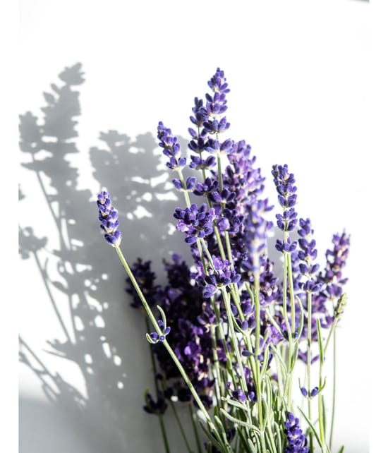 KORRES Relaxing Lavender Körperspray 100 ml 5203069116971 visual3-shot_de