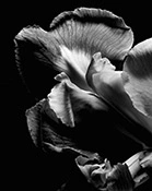 Iris in Dior Homme Intense