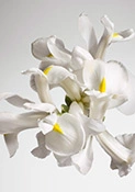 Entdecken Sie die florale Magie der Dior Parfums Dior Irisblüten